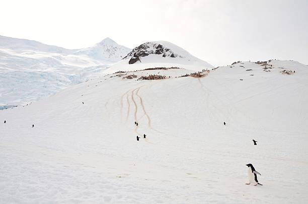 istock Adelie Penguin amid Gentoo Colony 584001112