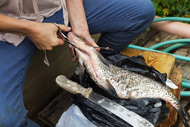 istock woman cleans a huge fish. Bream on cutting board 584001422