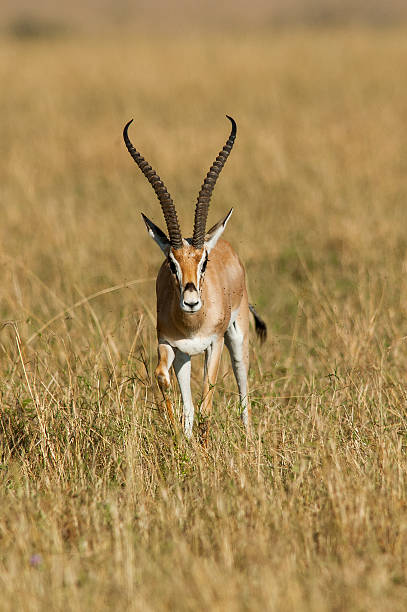 istock Grants gazelle, Masai Mara Game Reserve, Kenya 584002484