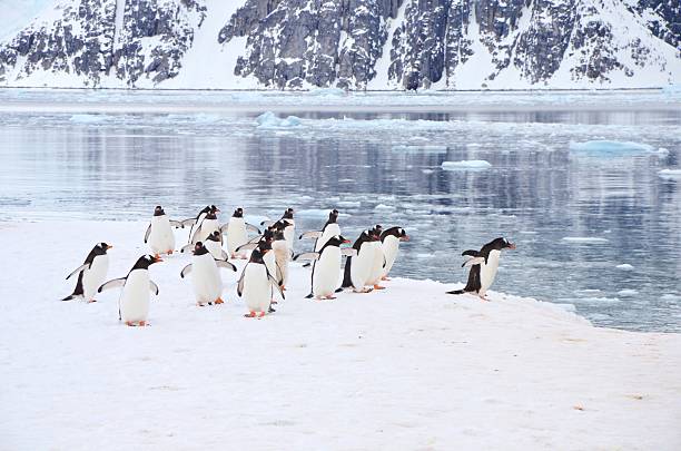istock Gentoo Penguins at Bay 584003184