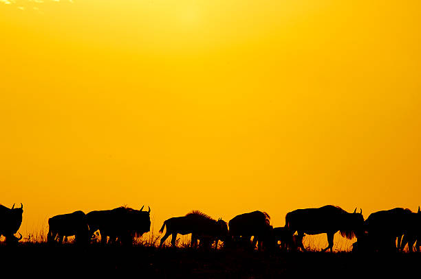 istock Wildbeast migration at sunset, Masai Mara Game Reserve, Kenya 584003300