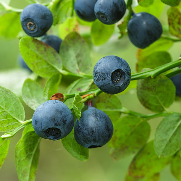 istock ripe blueberry on green bush for good vision 584004558