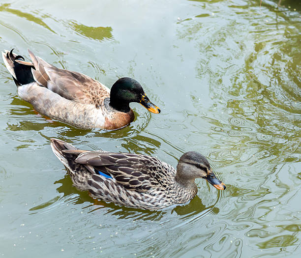 istock Lake with ducks in the water 584005002