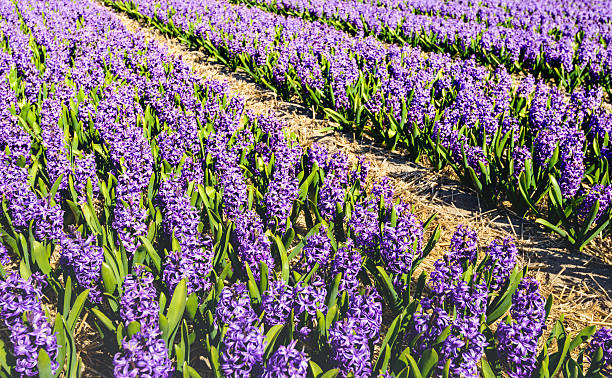 istock Striking purple flowering hyacinth plants up close 584005488