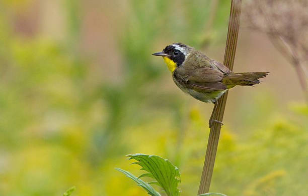 istock Male Common Yellowthroat 584006070