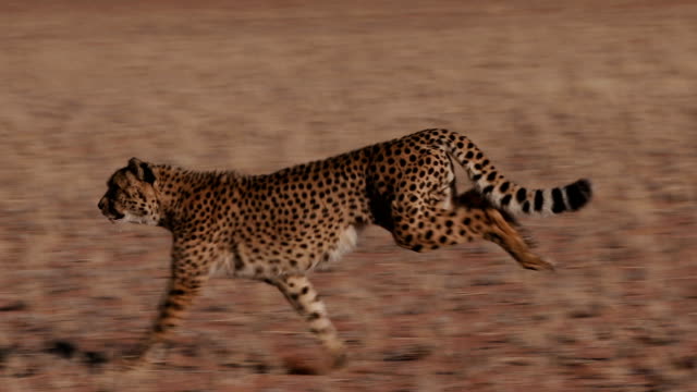 2,168 Cheetah Stock Videos and Royalty-Free Footage - iStock | Cheetah  running, Leopard, Cheetah face