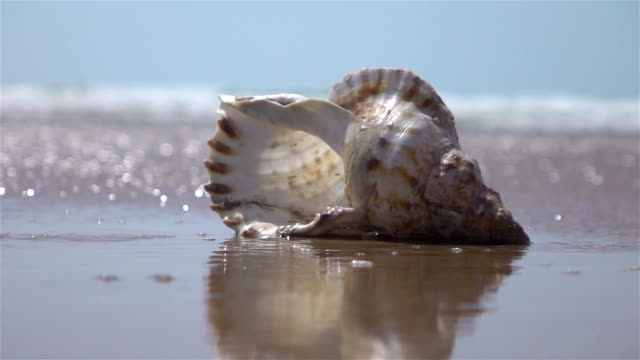 Two videos of shells by the ocean-real slow motion