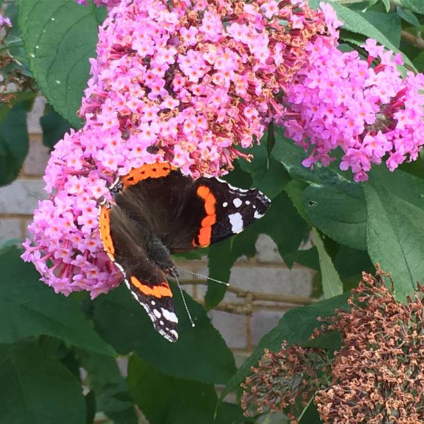 istock Butterfly on a Butterfly Bush 584203782