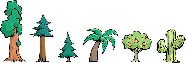 illustrazioni stock, clip art, cartoni animati e icone di tendenza di alberi della california - redwood sequoia california redwood national park