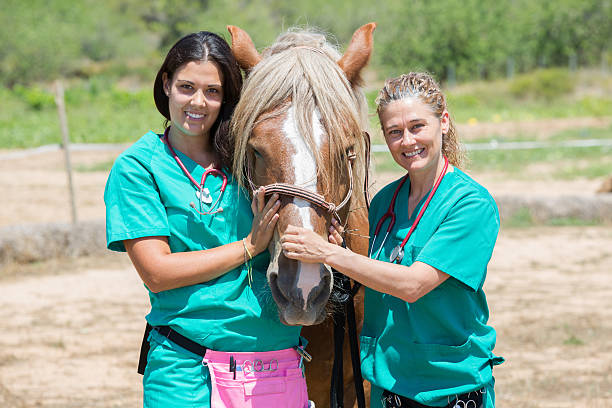 istock Veterinary horses on the farm 584204090