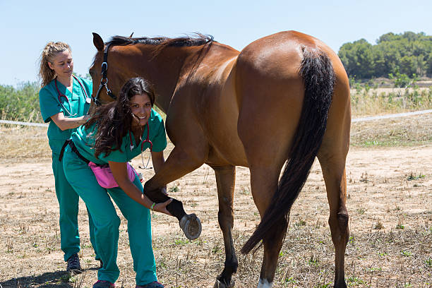 istock Veterinary horses on the farm 584204178