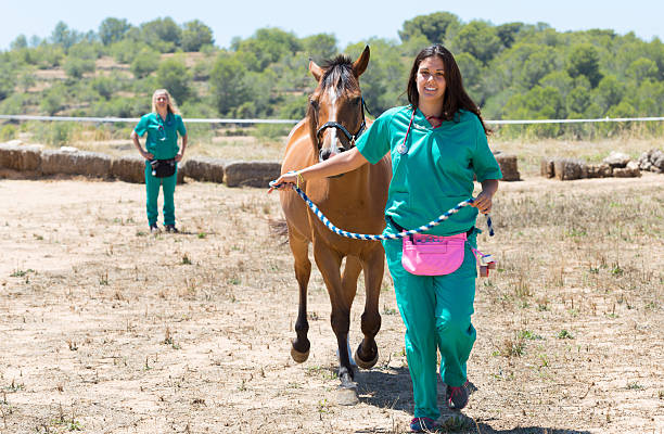 istock Veterinary horses on the farm 584204306