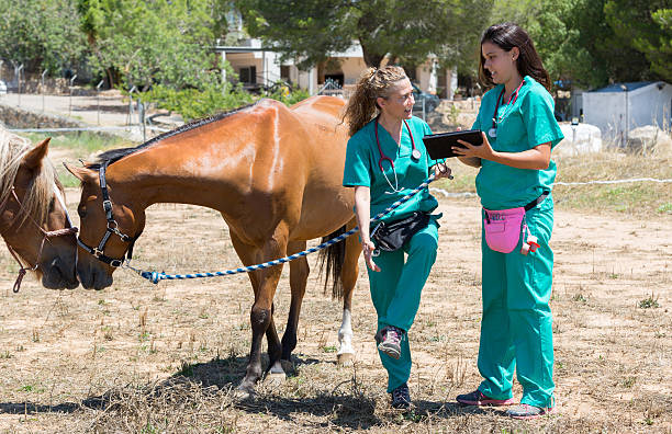 istock Veterinary horses on the farm 584204380