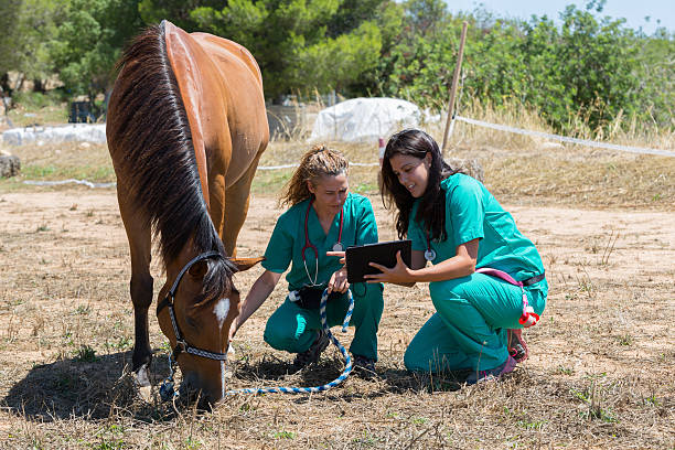 istock Veterinary horses on the farm 584204466