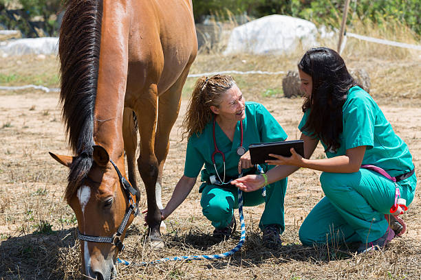 istock Veterinary horses on the farm 584204522