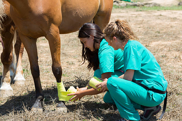 istock Veterinary horses on the farm 584204604