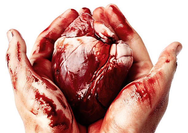 большое кровавое сердце в мужских руках - human artery animal artery human heart blood стоковые фото и изображения