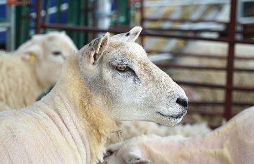 Close up of the face and head of a recently sheared white sheep in a pen.