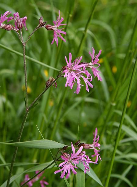 istock Ragged-Robin plant with lila flowers 584206390