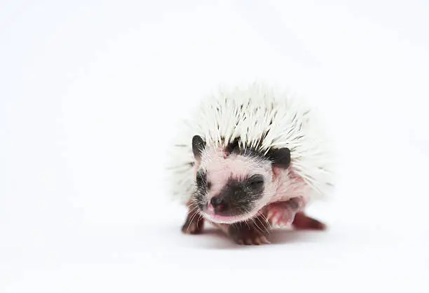 beautiful hedgehog baby in white background