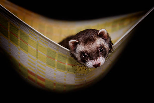 istock Beautiful ferret or weasel resting in a nest 584206864