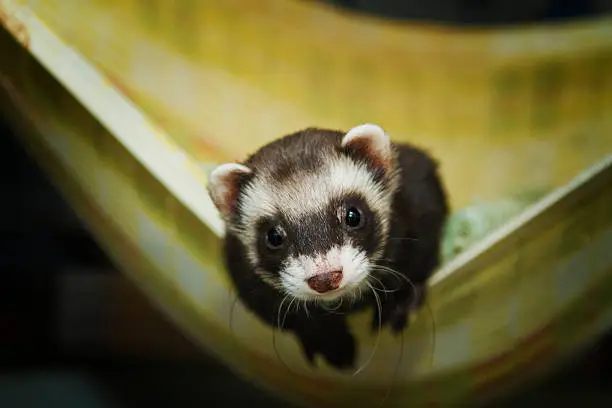 Beautiful ferret or weasel resting in a nest