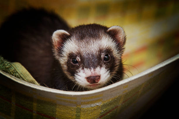 istock Beautiful ferret or weasel resting in a nest 584207162