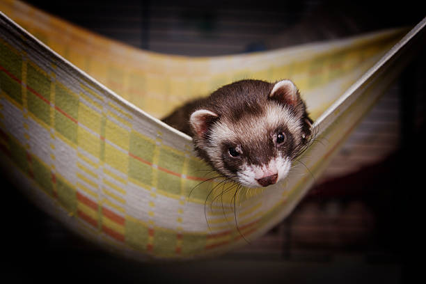 istock Beautiful ferret or weasel resting in a nest 584207216