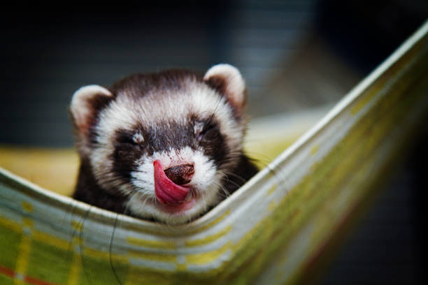 istock Beautiful ferret or weasel resting in a lair and licks 584207278