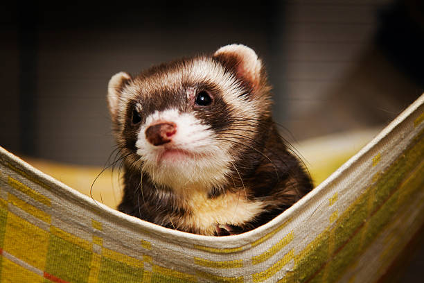 istock Beautiful ferret or weasel resting in a nest 584207326