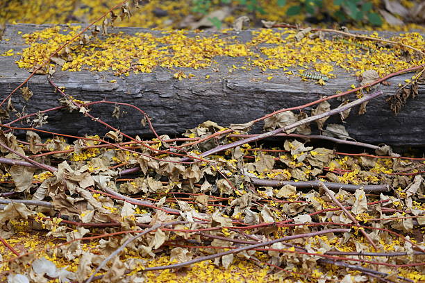 istock Trimmed and Dried Leaves and Flowers 584207502