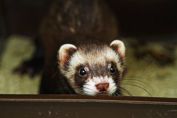 istock Beautiful ferret or weasel in the toilet 584207604