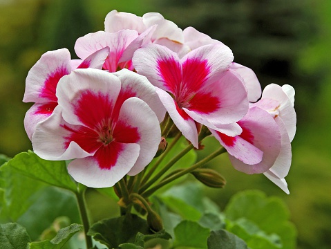 pink and red petals of geranium flowers