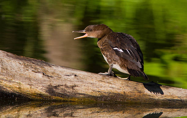 istock Female Hooded Merganser 584208332