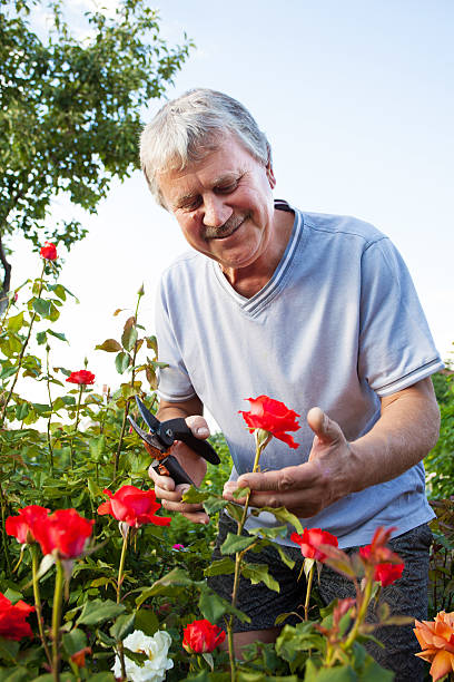 istock Man caring for roses in the garden 584209216