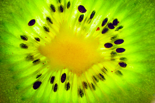 Closeup image of a kiwi fruit lit from behind