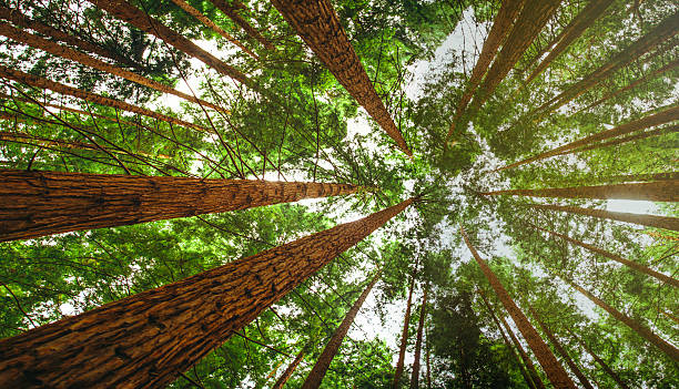 secuoia 임산 - tree growth sequoia rainforest 뉴스 사진 이미지