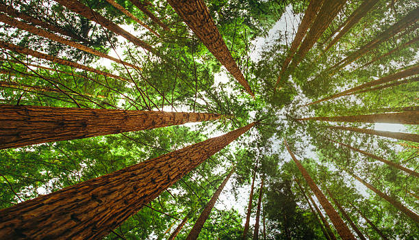 Secuoia Forest View from below of a secuoia forest. fish eye effect stock pictures, royalty-free photos & images
