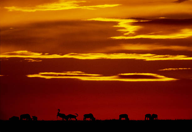 istock Wildbeast migration at sunset, Masai Mara Game Reserve, Kenya 584209950