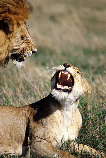 istock Lions mating, Masai Mara Game Reserve, Kenya 584210454