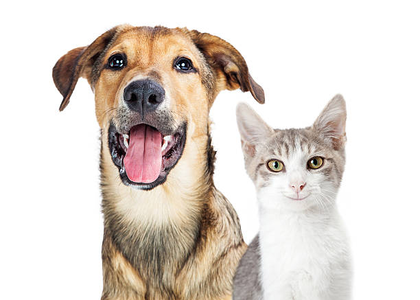 istock Closeup Young Attentive Gey Cat 584210658