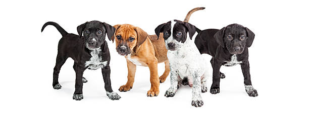 istock Four Cute Puppies Social Media Banner 584210672