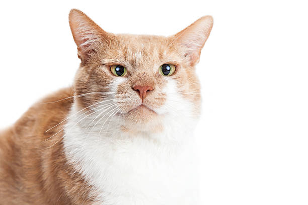 istock Portrait Orange Cat Funny Face 584210906