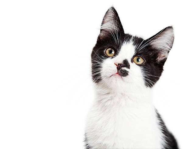 istock Portrait of Adorable Kitten Tilting Head 584210912
