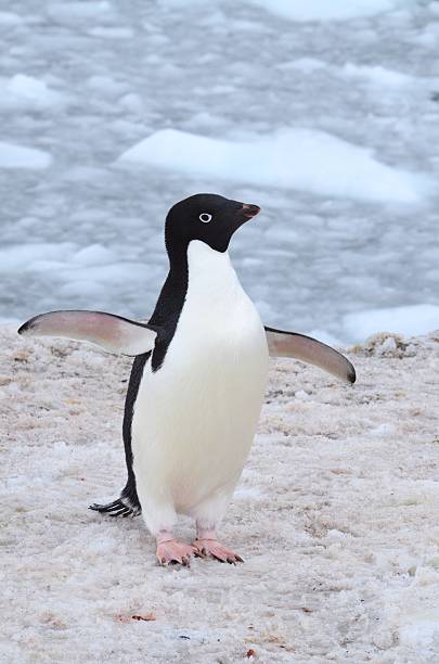 istock Adelie Penguin with Wings Out 584210918