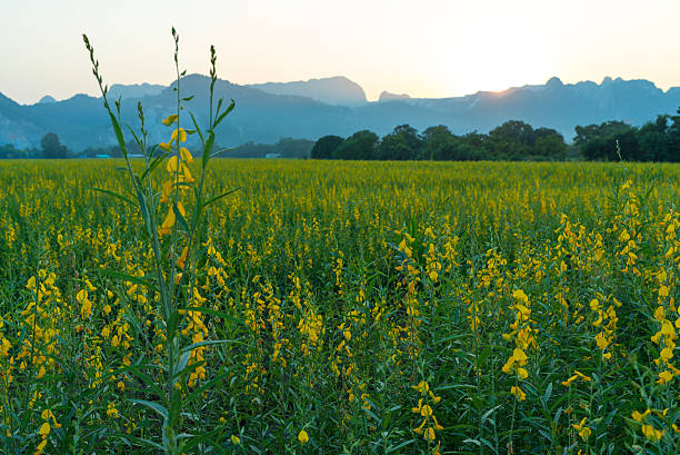 istock yellow flower field in Thailand mountain 584210968
