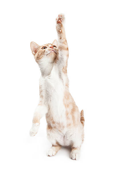 istock Playful Orange Kitten Reaching Paw Up 584211030