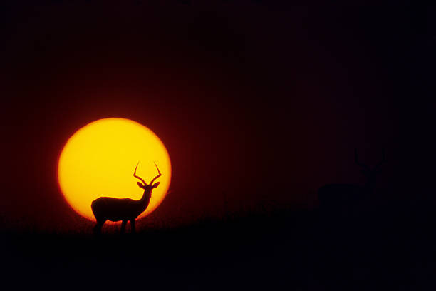 istock Impalas at sunset, Masai Mara Game Reserve, Kenya 584211184
