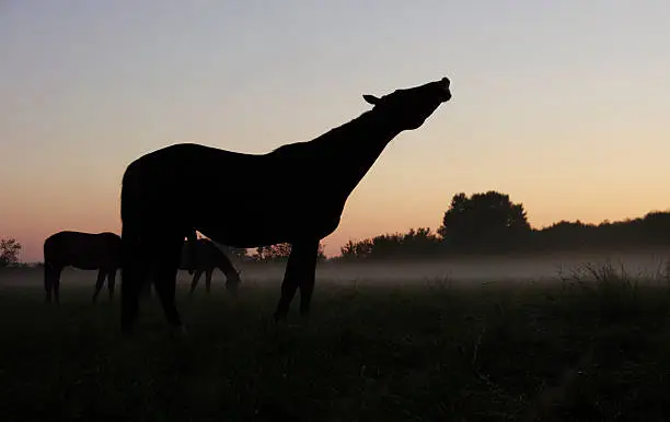Flehmen horse early in the moening at sunrise