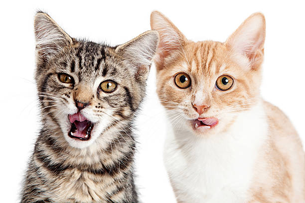 istock Two Hungry Little Kittens on White 584211890